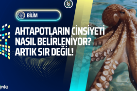 ahtapotlarin-cinsiyeti-nasil-belirleniyor-sir-cozuldu-bilisimle-bilim-manset