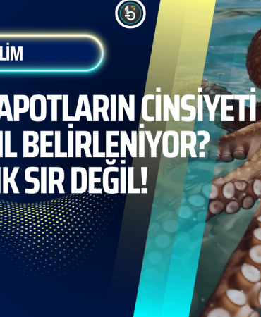 ahtapotlarin-cinsiyeti-nasil-belirleniyor-sir-cozuldu-bilisimle-bilim-manset
