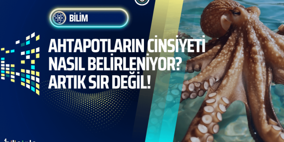 Ahtapotların Cinsiyeti Nasıl Belirleniyor? 480 Milyon Yıllık Genetik Sır Açığa Çıktı