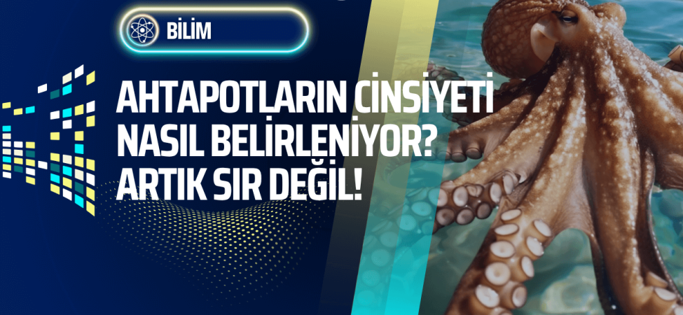 ahtapotlarin-cinsiyeti-nasil-belirleniyor-sir-cozuldu-bilisimle-bilim-manset