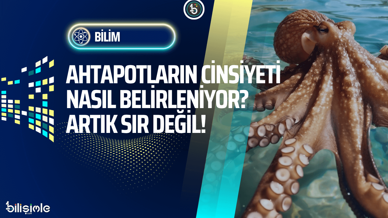 ahtapotlarin-cinsiyeti-nasil-belirleniyor-sir-cozuldu-bilisimle-bilim-manset